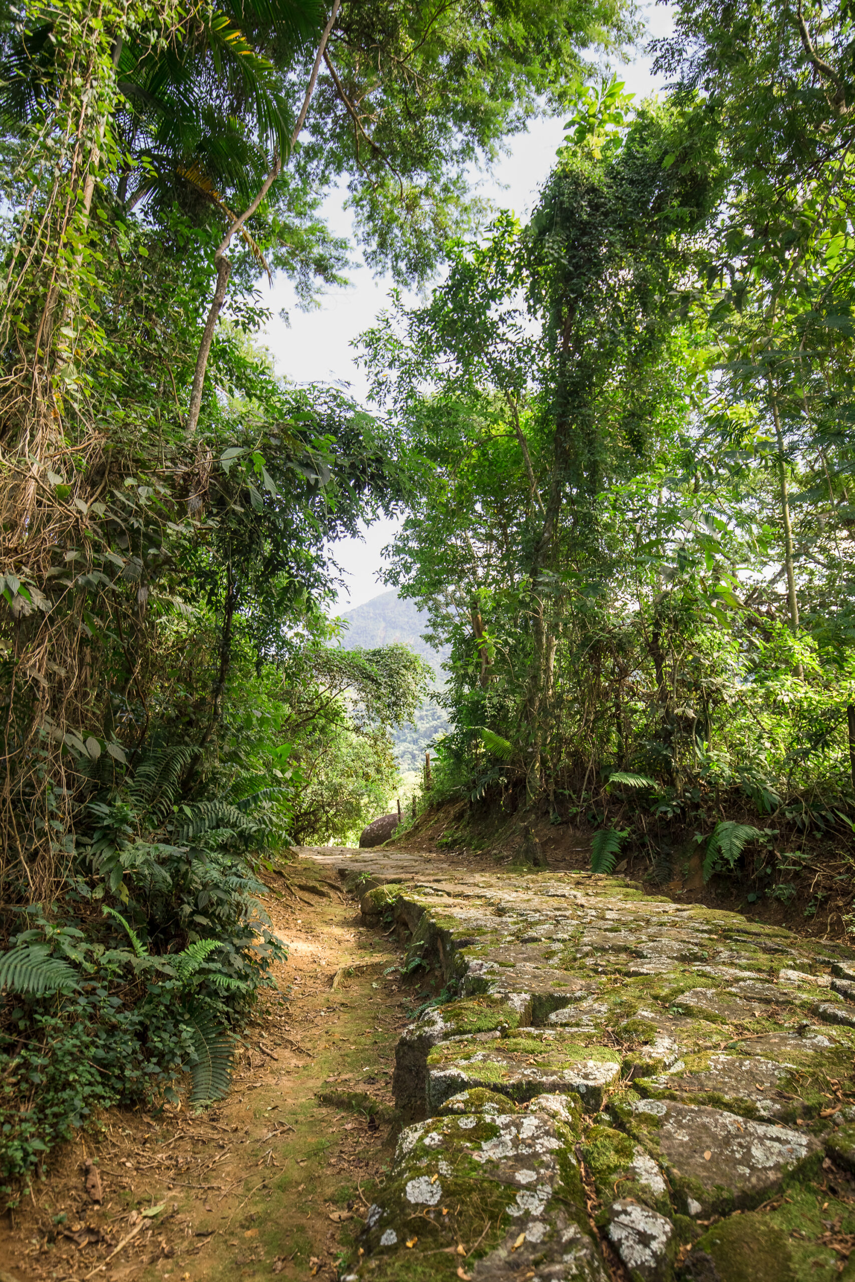 Flavors of the Atlantic Forest